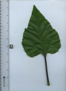 leaftop