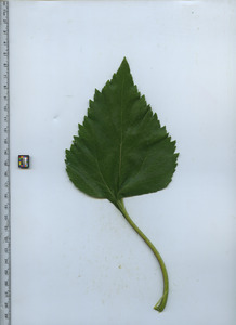 leaftop