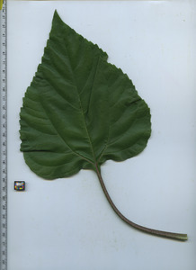leaftop