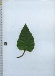 leaftop