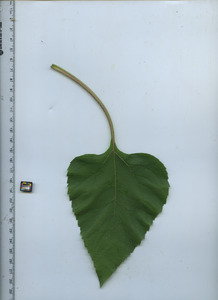 leaftop
