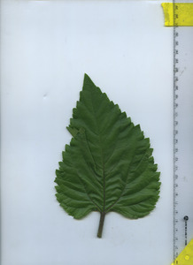 leaftop