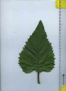 leaftop