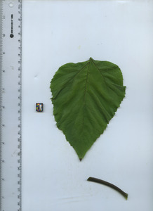 leaftop