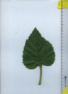 leaftop
