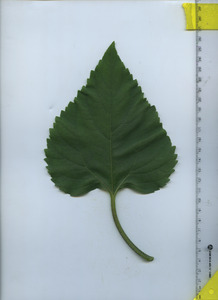 leaftop