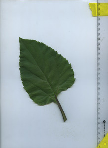 leaftop
