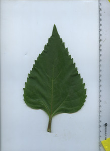 leaftop
