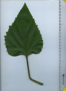 leaftop