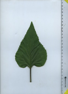 leaftop