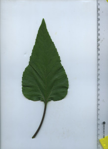 leaftop