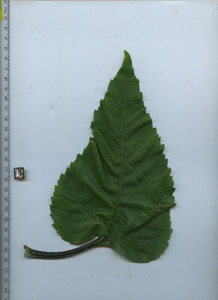 leaftop