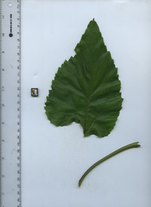 leaftop