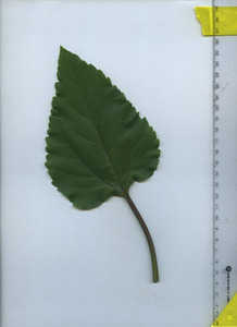 leaftop