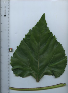 leaftop