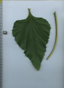leaftop