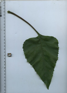 leaftop