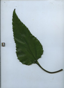 leaftop