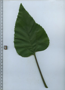 leaftop
