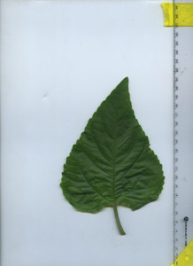 leaftop