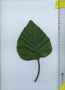 leaftop