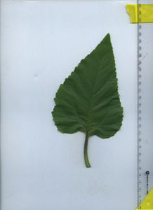 leaftop