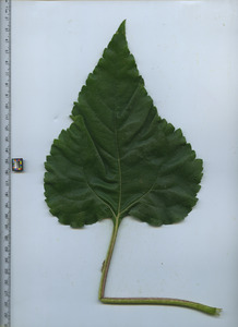 leaftop