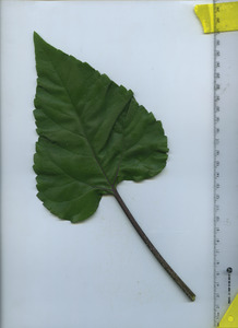 leaftop