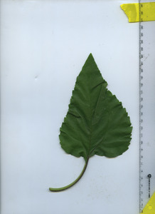 leaftop