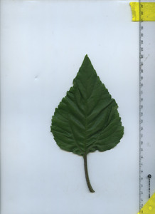 leaftop
