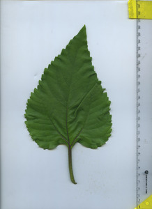leaftop