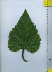 leaftop