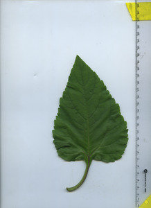 leaftop