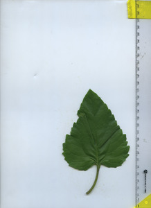 leaftop