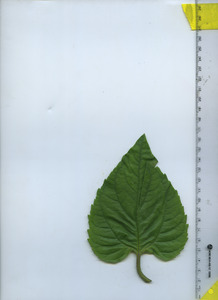 leaftop