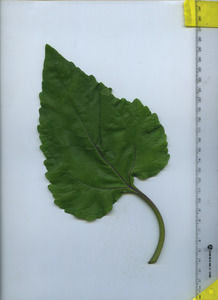 leaftop