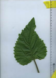 leaftop