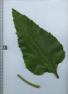 leaftop