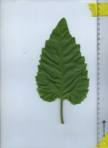 leaftop
