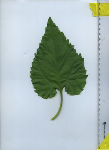 leaftop