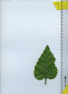 leaftop
