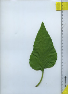 leaftop