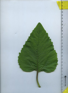 leaftop
