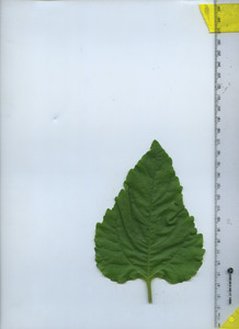 leaftop