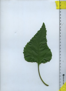 leaftop