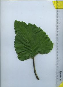 leaftop