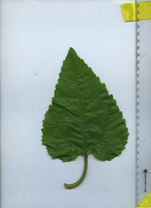 leaftop