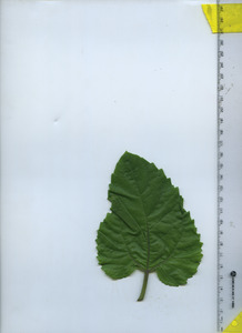leaftop