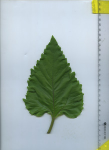 leaftop