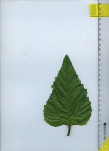 leaftop